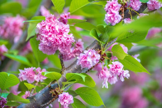 Photo close-up of insect on pink flowering plant