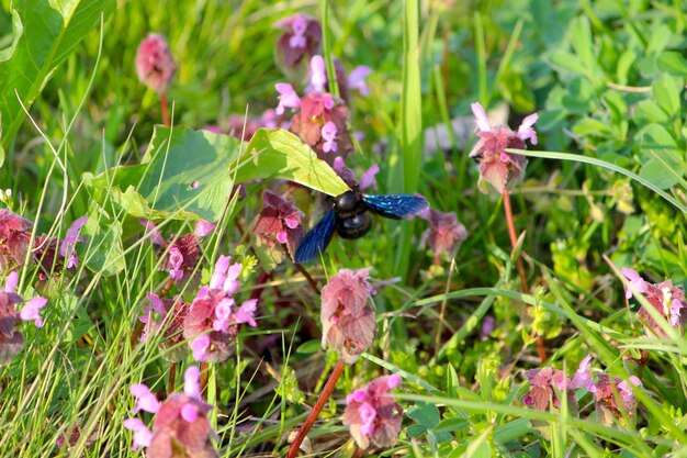 Photo close-up of insect on pink flowering plant