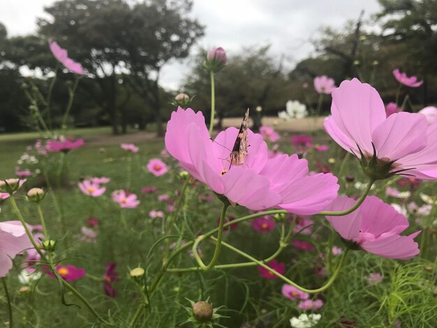 Close-up of insect on pink flowering plant