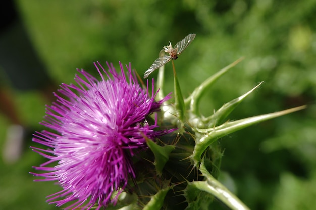Close-up of insect on pink thistle flower