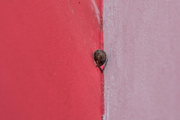 Close-up of insect on pink wall