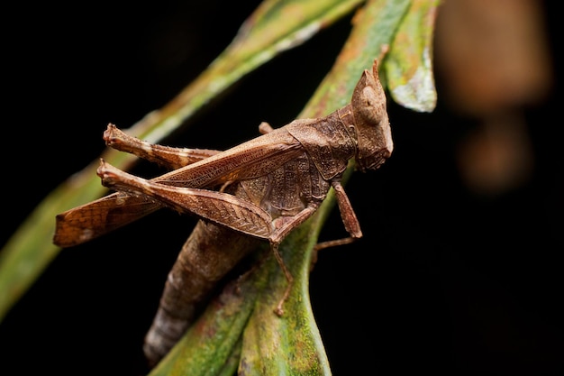 Photo close-up of insect on plant against black background