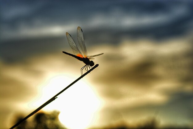 Photo close-up of insect on plant against sky