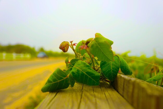 Close-up of insect on plant against sky