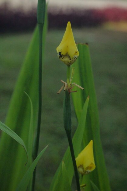 Close-up of insect on plant at field