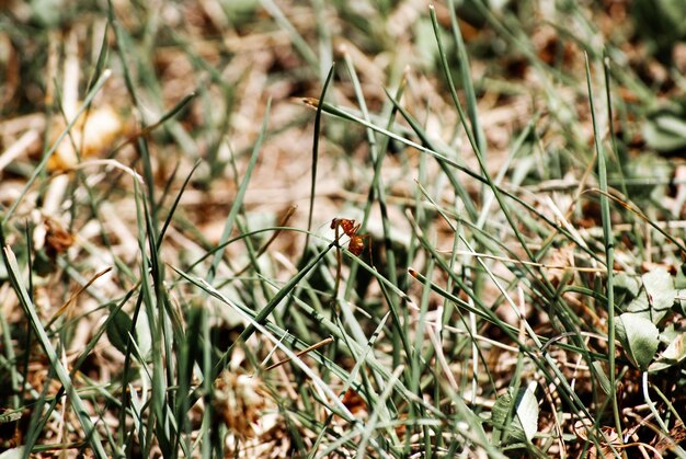 Foto prossimo piano di un insetto sulla pianta nel campo