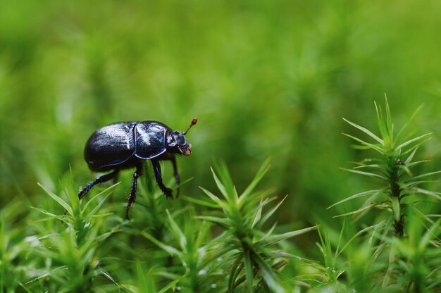 森林の植物上の昆虫のクローズアップ