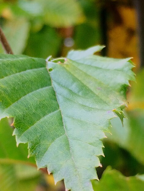 Close-up of insect on plant