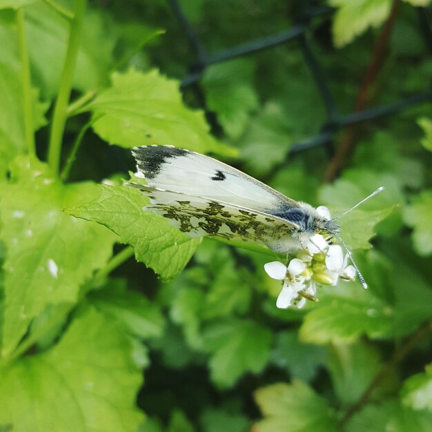 Close-up of insect on plant