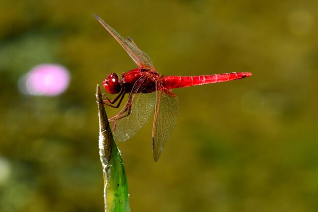 Close-up of insect on plant