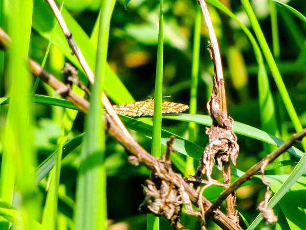 Close-up of insect on plant