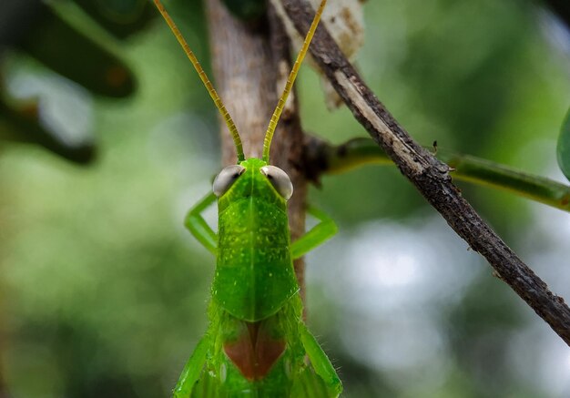 植物上の昆虫のクローズアップ