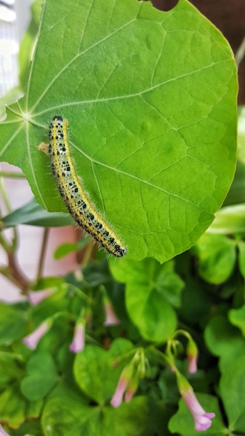 Foto prossimo piano di un insetto sulla pianta