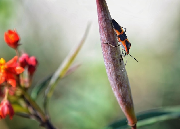 Foto prossimo piano di un insetto sulla pianta