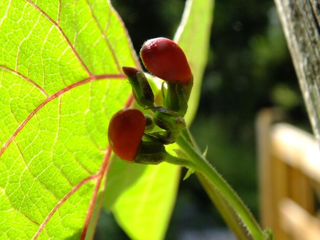 Close-up of insect on plant