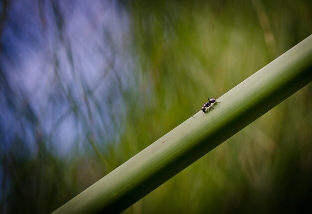 Photo close-up of insect on plant