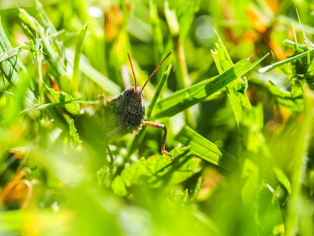 Close-up of insect on plant