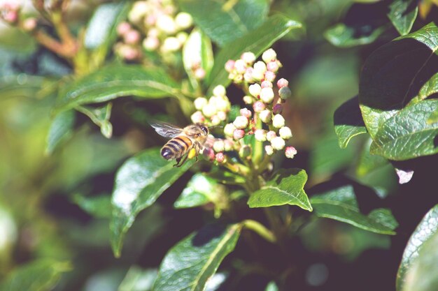 植物上の昆虫のクローズアップ