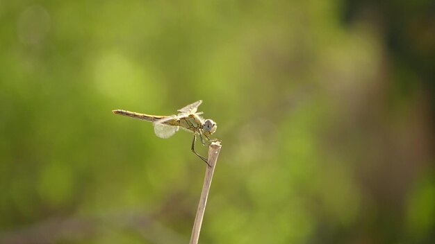 Close-up of insect on plant