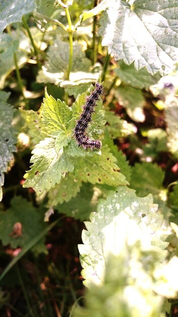 Foto prossimo piano di un insetto sulla pianta