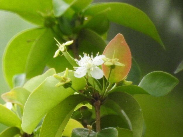 Close-up of insect on plant