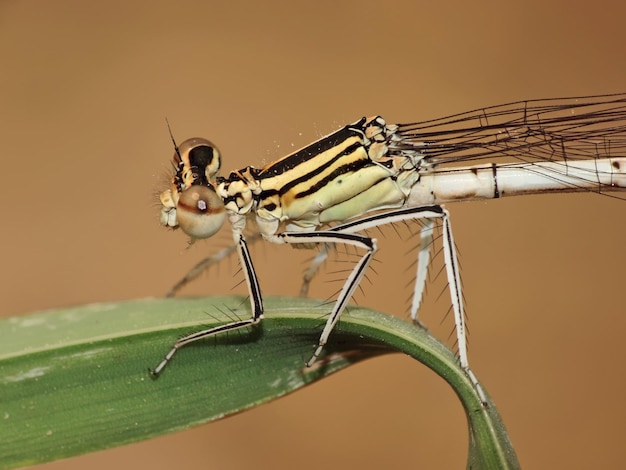 Foto prossimo piano dell'insetto sulla pianta