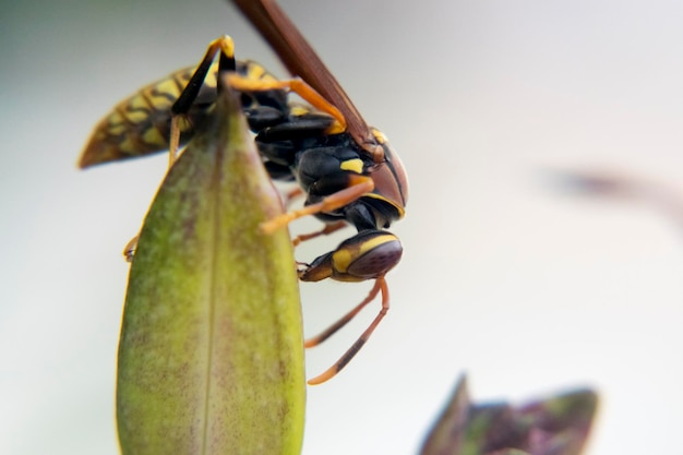 Close-up of insect on plant