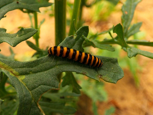 Photo close-up of insect on plant