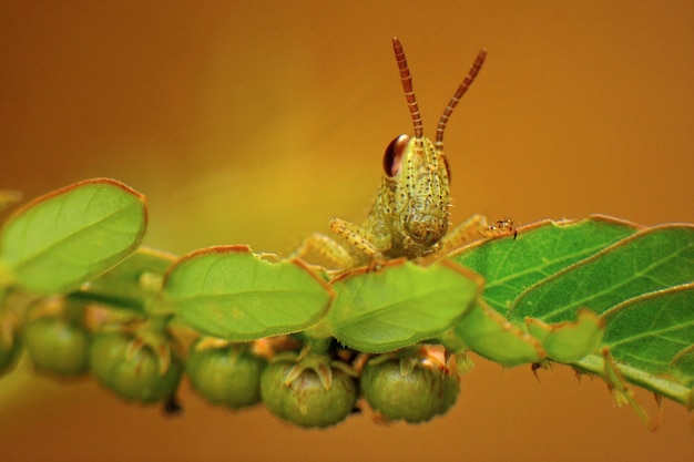 Close-up of insect on plant