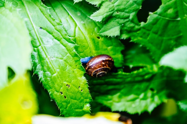 Close-up of insect on plant