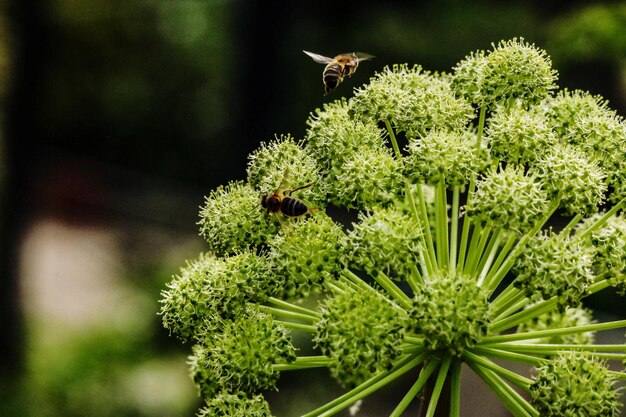 Foto prossimo piano di un insetto sulla pianta