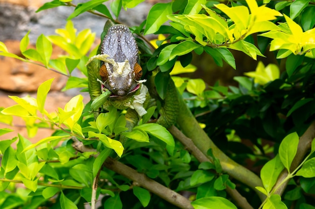 Close-up of insect on plant