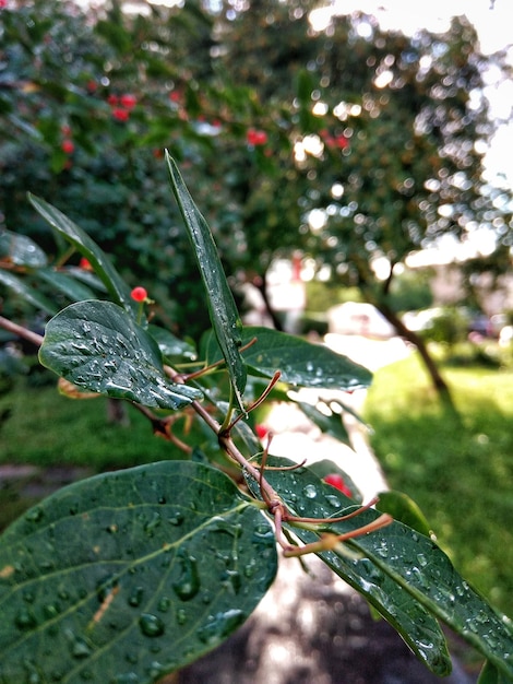 Photo close-up of insect on plant