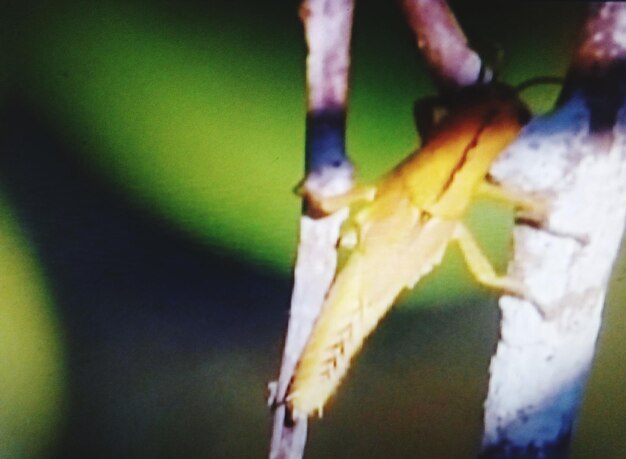 Close-up of insect on plant