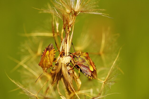 植物上の昆虫のクローズアップ