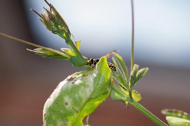 Photo close-up of insect on plant