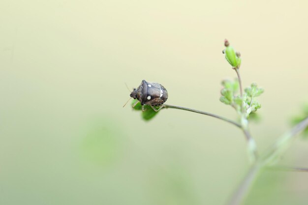 Foto prossimo piano di un insetto sulla pianta