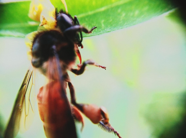 Photo close-up of insect on plant