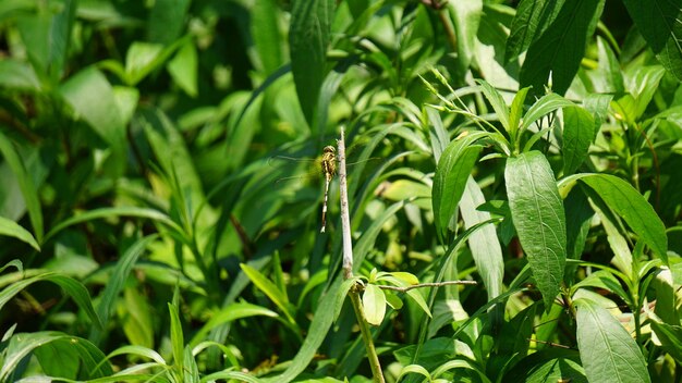 Close-up of insect on plant