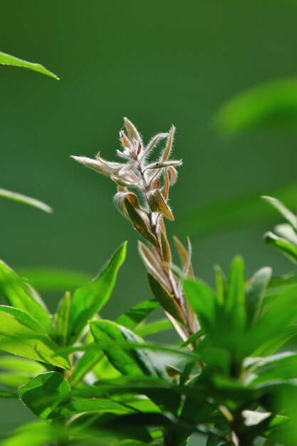 Photo close-up of insect on plant