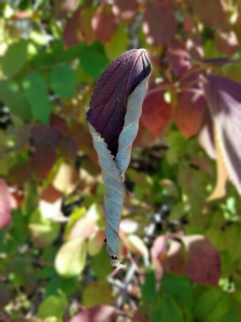 Close-up of insect on plant