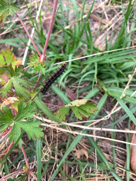 Close-up of insect on plant