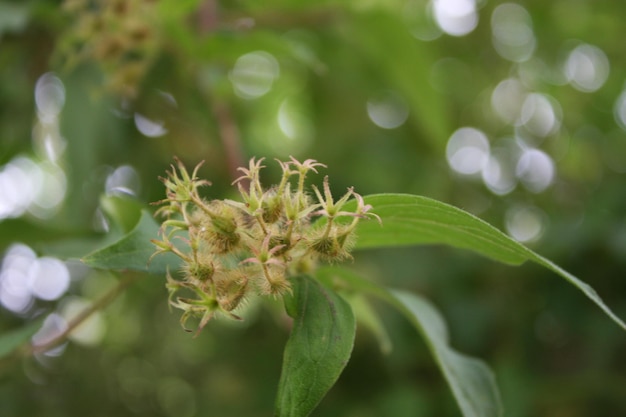 植物上の昆虫のクローズアップ