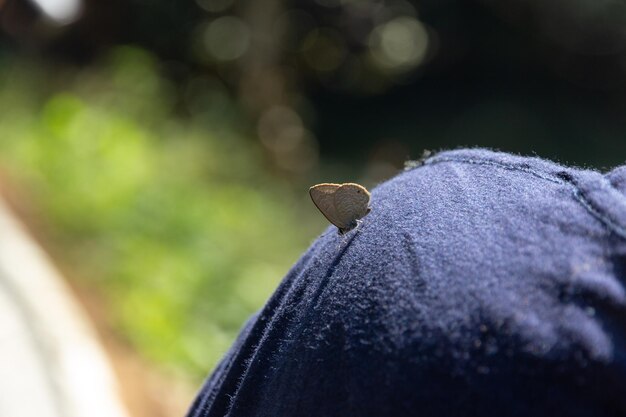 Close-up of insect on plant