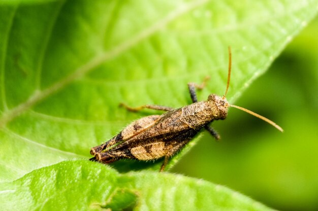 Close-up of insect on plant