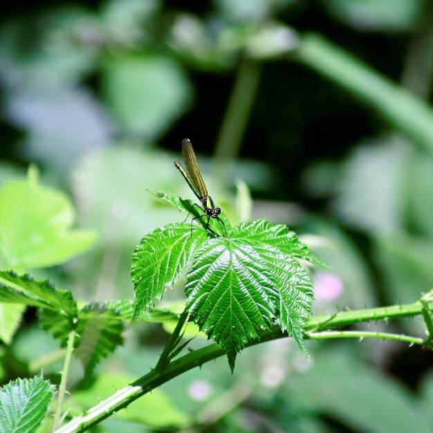 Close-up of insect on plant