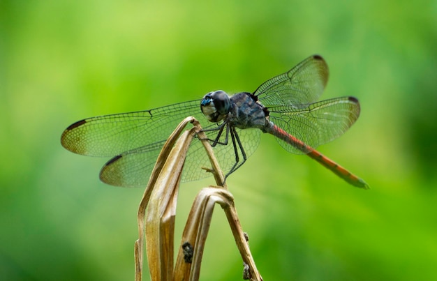 Close-up of insect on plant