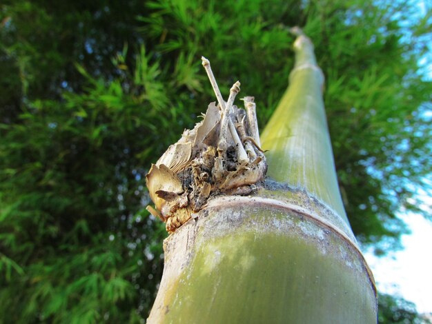 Close-up of insect on plant