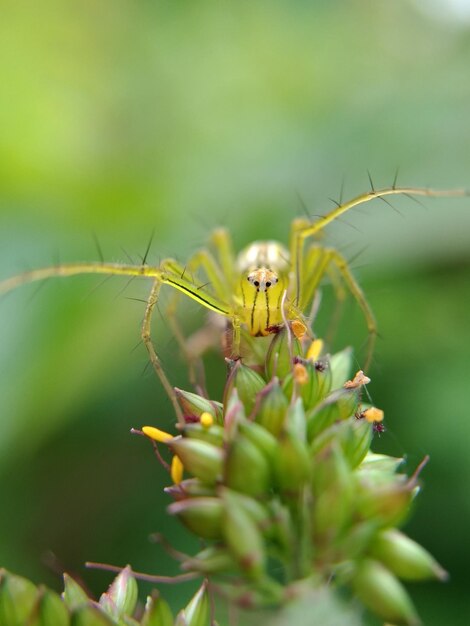 Close-up of insect on plant