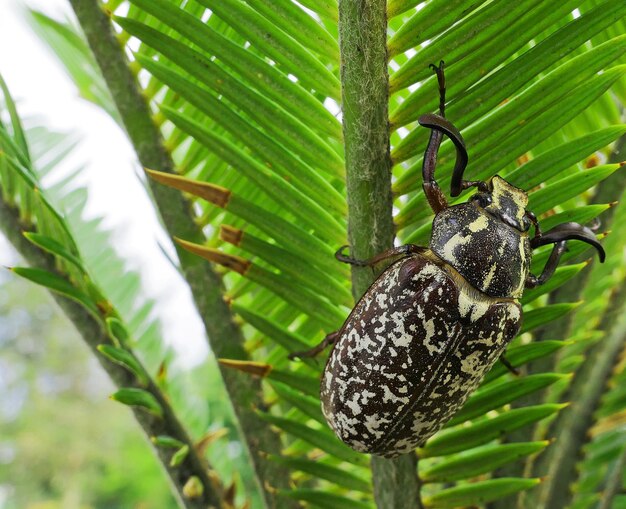 Close-up of insect on plant